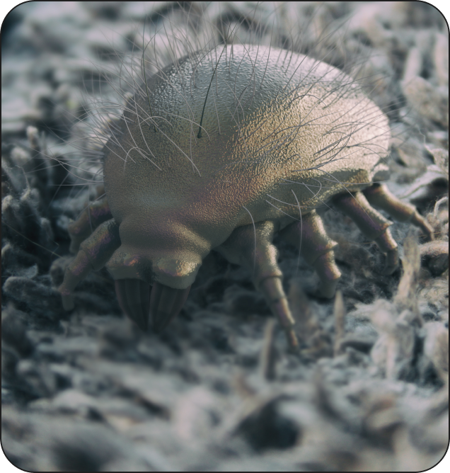 Roztoče domáceho prachu